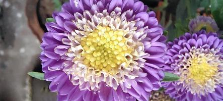 A purple and white flower with a yellow center, A vase of purple and yellow flowers in the garden with a yellow center. photo