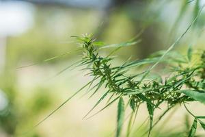 marijuana, canabis planta hoja creciente al aire libre en el jardín foto