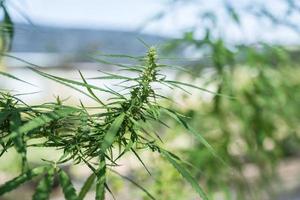 marijuana, canabis planta hoja creciente al aire libre en el jardín foto