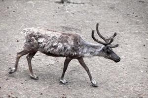 Reindeer - Rangifer tarandus photo