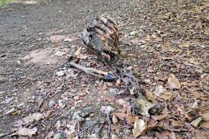 Carcass of a fawn in the woods photo