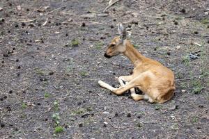 Female Eastern roe deer photo