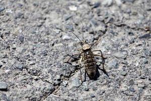 Mongolian cricket on the asphalt photo