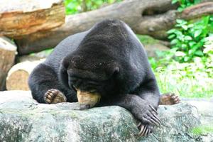 Sleeping Asian black bear photo