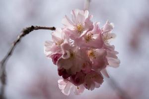 Sakura is blooming photo