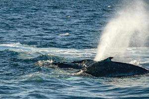 humpback whale breathing in cabo san lucas baja california sur mexico pacific ocean photo