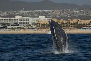 humpback whale newborn calf breaching in cabo san lucas baja california sur mexico pacific ocean photo