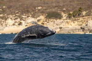 humpback whale newborn calf breaching in cabo san lucas baja california sur mexico pacific ocean photo