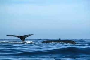 two humpback whales tail while diving together in todos santos cabo san lucas baja california sur mexico pacific ocean photo