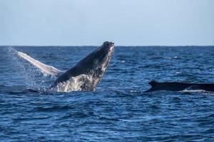 humpback whale breaching in cabo san lucas baja california sur mexico pacific ocean photo