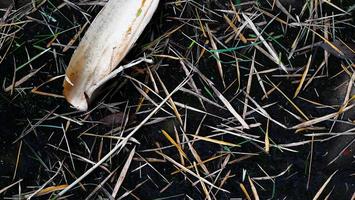 dry grass and leave texture. abstract background leaf images photo