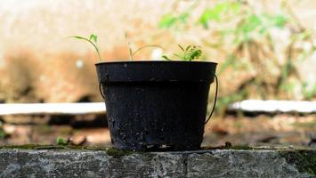 verde negro maceta planta en un de madera mesa con un borroso natural patrón, suelo en jardín antecedentes foto