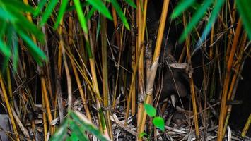 close up bamboo on a green grass, spring, a background photo