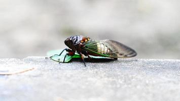 un marrón y negro error con un verde hoja en él. blanco antecedentes foto