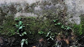 musgo cubierto con verde hoja en el césped pared antecedentes sucio imágenes foto