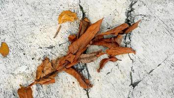 autumn leaves on stone background. old craked dry maple leaf wall photo