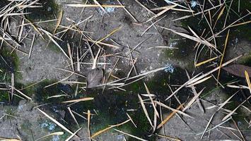 dry plant leave grass and moss. dead leaf texture background images photo