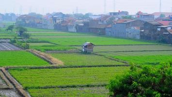 view of rice fields on the background photo