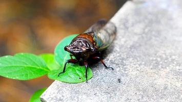 un marrón y negro error con un verde hoja en él. blanco antecedentes foto