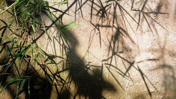 pared de el sombra palma árbol en el desierto. el antecedentes hoja es borroso, fondo de pantalla imágenes foto