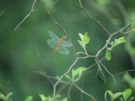 A butterfly is a flying insect with a small body and large, often colorful wings. Some gardeners plant specific flowers that attract butterflies. Butterflies are closely related to moths, photo