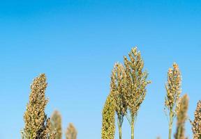 Sorghum or Millet agent blue sky photo