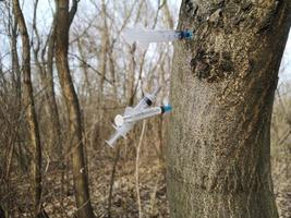 Discarded used dirty syringes stuck in the  tree. photo