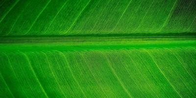 Tropical palm leaf strelitzia plant close up macro textured background photo