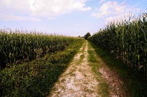 Scenic rural landscape photo