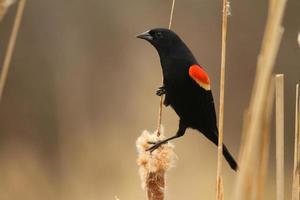 red winged blackbird in cattails photo