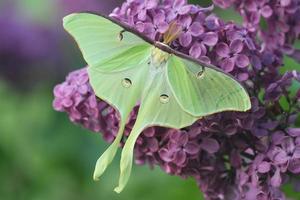 luna moth on lilacs photo