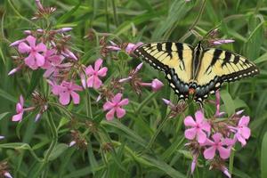 oriental Tigre cola de golondrina mariposa en pradera flox foto