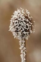 frost covered coneflower photo