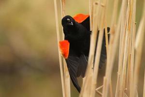 red winged blackbird calling from cattails photo