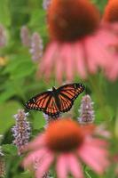 virrey mariposa en anís hisopo foto