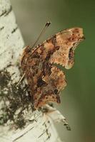 eastern comma butterfly on birch bark photo