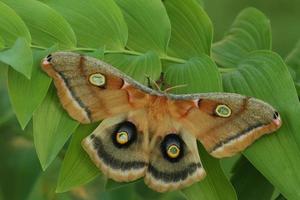 polyphemus moth on solomons seal photo