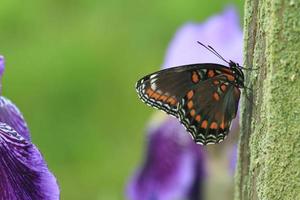 red spotted purple butterfly on post with iris photo