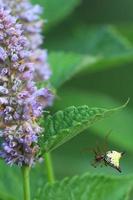 orbweaver spider and anise hyssop photo