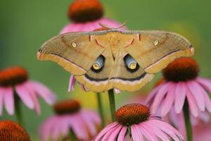 polyphemus moth on purple coneflowers photo