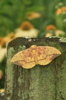 imperial moth on post photo
