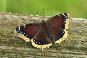 luto capa mariposa en de madera cerca foto