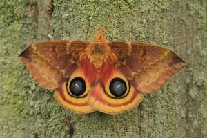 female io moth photo