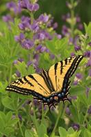 Two tailed swallowtail butterfly with lupines photo