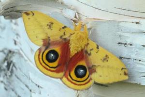 io moth male on birch bark photo