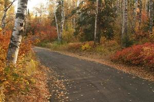 wooded fall road photo