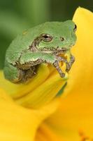 gray treefrog on daylily photo
