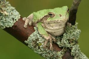 gray treefrog on lichen covered branch photo