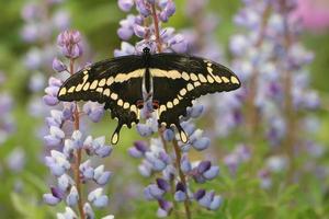 giant swallowtail on lupine photo