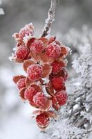 frost covered bittersweet berries photo